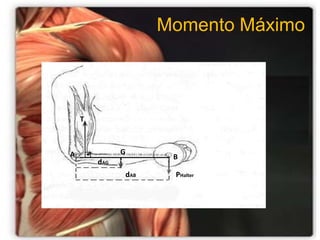 Momento de força interno e externoAs forças operando fora do corpo produzem um momento de força externoO músculo, atuando em sua fixação móvel, produz  um momento de força interno.    O Momento produzido por um grupo de músculos depende:    . Ângulo de inserção muscular em relação ao osso que atua    . Tamanho do braço de força    . Relação comprimento – tensão    . Velocidade de encurtamento – tipo de fibras