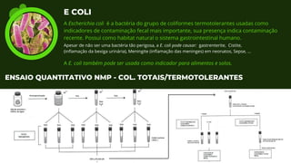 Apesar de não ser uma bactéria tão perigosa, a E. coli pode causar: gastrenterite, Cistite,
(inflamação da bexiga urinária), Meningite (inflamação das meninges) em neonatos, Sepse, ...
E COLI
A Escherichia coli é a bactéria do grupo de coliformes termotolerantes usadas como
indicadores de contaminação fecal mais importante, sua presença indica contaminação
recente. Possui como habitat natural o sistema gastrointestinal humano.
A E. coli também pode ser usada como indicador para alimentos e solos.
ENSAIO QUANTITATIVO NMP - COL. TOTAIS/TERMOTOLERANTES
 