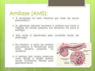 Amilase (AMS): 
 É secretada no trato intestinal por meio do ducto 
pancreático; 
 As glândulas salivares secretam a amilase que inicia a 
hidrólise do amido presente nos alimentos na boca e 
esôfago; 
 Esta ação é desativada pelo conteúdo ácido do 
estômago; 
 No intestino, a ação da amilase 
pancreática é favorecida pelo 
meio alcalino presente no 
duodeno; 
 A amilase tem massa molecular 
entre 40.000 e 50.000 daltons 
sendo, facilmente, filtrada pelo 
glomérulo renal. 
 