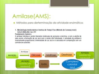 Amilase(AMS): 
 Métodos para derterminação da atividade enzimática: 
Amido Glicose Maltose Dextrose 
Amido 
(substrato não 
hidrolisado) 
Amilase 
Amido 
(substrato não 
hidrolisado) 
Iodo 
Complexo 
coloidal 
azul 
 