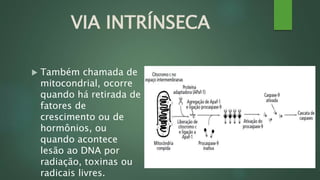 VIA INTRÍNSECA 
 Também chamada de 
mitocondrial, ocorre 
quando há retirada de 
fatores de 
crescimento ou de 
hormônios, ou 
quando acontece 
lesão ao DNA por 
radiação, toxinas ou 
radicais livres. 
 