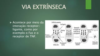 VIA EXTRÍNSECA 
 Acontece por meio da 
interação receptor-ligante, 
como por 
exemplo o Fas e o 
receptor de TNF. 
 