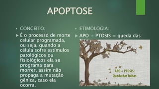 APOPTOSE 
 CONCEITO: 
 É o processo de morte 
celular programada, 
ou seja, quando a 
célula sofre estímulos 
patológicos ou 
fisiológicos ela se 
programa para 
morrer, assim não 
propaga a mutação 
gênica, caso ela 
ocorra. 
 ETIMOLOGIA: 
 APO + PTOSIS = queda das 
folhas. 
 