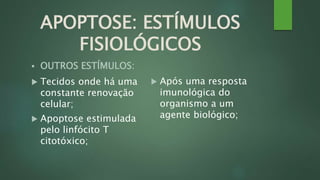 APOPTOSE: ESTÍMULOS 
FISIOLÓGICOS 
 OUTROS ESTÍMULOS: 
 Tecidos onde há uma 
constante renovação 
celular; 
 Apoptose estimulada 
pelo linfócito T 
citotóxico; 
 Após uma resposta 
imunológica do 
organismo a um 
agente biológico; 
 