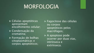 MORFOLOGIA 
 Células apoptóticas 
apresentam 
encolhimento celular; 
 Condensação da 
cromatina; 
 Formação de bolhas 
citoplasmáticas e 
corpos apoptóticos; 
 Fagocitose das células 
ou corpos 
apoptóticos pelos 
macrófagos; 
 A apoptose pode 
ocorrer por duas vias, 
intrínseca e 
extrínseca. 
 
