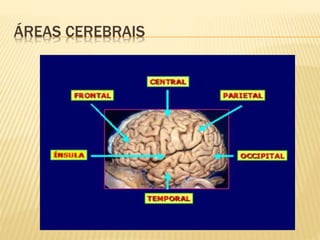 ÁREAS CEREBRAIS 
 