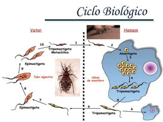 Ciclo Biológico
 