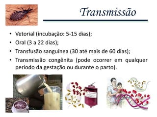• Vetorial (incubação: 5-15 dias);
• Oral (3 a 22 dias);
• Transfusão sanguínea (30 até mais de 60 dias);
• Transmissão congênita (pode ocorrer em qualquer
período da gestação ou durante o parto).
Transmissão
 
