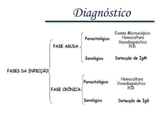 Diagnóstico
 