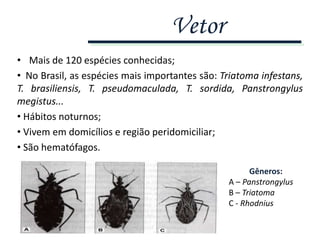 • Mais de 120 espécies conhecidas;
• No Brasil, as espécies mais importantes são: Triatoma infestans,
T. brasiliensis, T. pseudomaculada, T. sordida, Panstrongylus
megistus...
• Hábitos noturnos;
• Vivem em domicílios e região peridomiciliar;
• São hematófagos.
Vetor
Gêneros:
A – Panstrongylus
B – Triatoma
C - Rhodnius
 