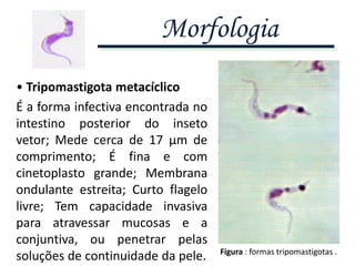 Morfologia
• Tripomastigota metacíclico
É a forma infectiva encontrada no
intestino posterior do inseto
vetor; Mede cerca de 17 μm de
comprimento; É fina e com
cinetoplasto grande; Membrana
ondulante estreita; Curto flagelo
livre; Tem capacidade invasiva
para atravessar mucosas e a
conjuntiva, ou penetrar pelas
soluções de continuidade da pele. Figura : formas tripomastigotas .
 