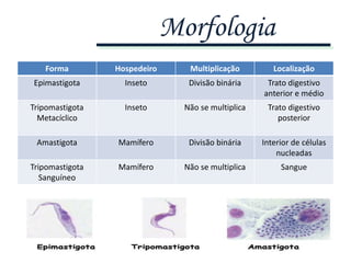 Forma Hospedeiro Multiplicação Localização
Epimastigota Inseto Divisão binária Trato digestivo
anterior e médio
Tripomastigota
Metacíclico
Inseto Não se multiplica Trato digestivo
posterior
Amastigota Mamífero Divisão binária Interior de células
nucleadas
Tripomastigota
Sanguíneo
Mamífero Não se multiplica Sangue
Morfologia
 