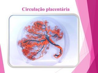 Circulação placentária

 