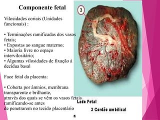 Componente fetal
Vilosidades coriais (Unidades
funcionais) :
• Terminações ramificadas dos vasos
fetais;
• Expostas ao sangue materno;
• Maioria livre no espaço
intervilositário;
• Algumas vilosidades de fixação à
decídua basal
Face fetal da placenta:
• Coberta por âmnios, membrana
transparente e brilhante,
através dos quais se vêm os vasos fetais
ramificando-se antes
de penetrarem no tecido placentário

 