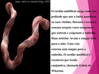 O cordão umbilical surge como um

pedículo que une a bolsa amniótica
ao saco vitelino. Durante a terceira
semana surgem vasos sanguíneos

que nutrem e oxigenam o embrião.
Duas artérias levam o sangue fetal
para a mãe. Uma veia

retorna com sangue para o
embrião. O cordão umbilical é
recoberto por tecido

conjuntivo, chamado Geleia de
Wharton.

 