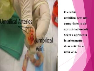 O cordão
umbilical tem um
cumprimento de
aproximadamente
55cm e apresenta
interiormente
duas artérias e
uma veia.

 
