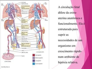 A circulação fetal
difere da extrauterina anatômica e
funcionalmente. Ela é
estruturada para
suprir as
necessidades de um
organismo em
crescimento rápido
num ambiente de
hipóxia relativa.

 