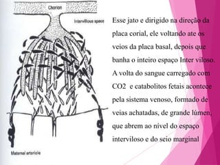 Esse jato e dirigido na direção da
placa corial, ele voltando ate os
veios da placa basal, depois que
banha o inteiro espaço Inter viloso.
A volta do sangue carregado com
CO2 e catabolitos fetais acontece
pela sistema venoso, formado de
veias achatadas, de grande lúmen,

que abrem ao nível do espaço
interviloso e do seio marginal

 