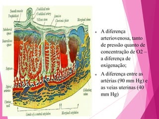 



A diferença
arteriovenosa, tanto
de pressão quanto de
concentração de O2 –
a diferença de
oxigenação;
A diferença entre as
artérias (90 mm Hg) e
as veias uterinas (40
mm Hg)

 