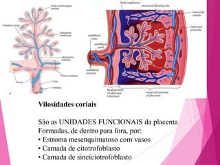 Vilosidades coriais
São as UNIDADES FUNCIONAIS da placenta
Formadas, de dentro para fora, por:
• Estroma mesenquimatoso com vasos
• Camada de citotrofoblasto
• Camada de sincíciotrofoblasto

 