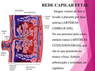REDE CAPILAR FETAL
Sangue venoso do feto é
levado à placenta por duas
artérias (ARTÉRIAS
UMBELICAIS).
No seu percurso pelo cório,
emitem ramos (ARTÉRIAS
COTILEDONÁRIAS), que

são as que penetram no
tronco viloso. Sofrem
arborização e terminam em

capilares.

 
