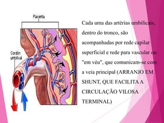 Cada uma das artérias umbilicais,

dentro do tronco, são
acompanhadas por rede capilar
superficial e rede para vascular ou

"em véu", que comunicam-se com
a veia principal (ARRANJO EM
SHUNT, QUE FACILITA A

CIRCULAÇÃO VILOSA
TERMINAL)

 