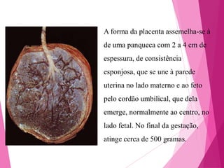 A forma da placenta assemelha-se à
de uma panqueca com 2 a 4 cm de
espessura, de consistência
esponjosa, que se une à parede

uterina no lado materno e ao feto
pelo cordão umbilical, que dela
emerge, normalmente ao centro, no

lado fetal. No final da gestação,
atinge cerca de 500 gramas.

 