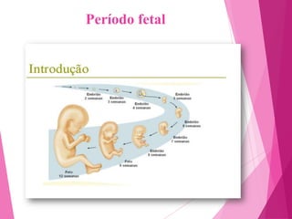 Período fetal

 