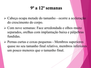 9ª a 12ª semanas


Cabeça ocupa metade do tamanho - ocorre a aceleração
do crescimento do corpo.



Com nove semanas: Face arredondada e olhos muito
separados, orelhas com implantação baixa e pálpebras
fundidas.



Pernas curtas e coxas pequenas - Membros superiores
quase no seu tamanho final relativo, membros inferiores
um pouco menores que o tamanho final.

 