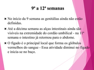 9ª a 12ª semanas


No início da 9 semana as genitálias ainda não estão
definidas.



Até a décima semana as alças intestinais ainda são
visíveis na extremidade do cordão umbilical - na 11ª
semana o intestino já retornou para o abdome.



O fígado é o principal local que forma os glóbulos
vermelhos do sangue - Essa atividade diminui no fígado
e inicia-se no baço.

 
