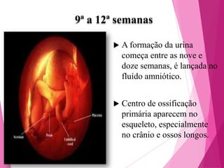 9ª a 12ª semanas


A formação da urina
começa entre as nove e
doze semanas, é lançada no
fluído amniótico.



Centro de ossificação
primária aparecem no
esqueleto, especialmente
no crânio e ossos longos.

 