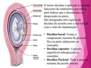 O termo decídua é aplicado à camada
funcional do endométrio gravídico,
para indicar que é descamada ou
desprezada no parto.
São designadas três regiões da
decídua de acordo com a sua relação
com o sítio de implantação:
• Decídua basal: Forma o
componente materno da placenta
fica na parte subjacente ao
concepto;
• Decídua capsular: A porção
superficial sobrejacente ao
concepto;
• Decídua Parietal: Toda a mucosa
restante da parede uterina.

 