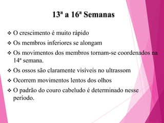 13ª a 16ª Semanas


O crescimento é muito rápido



Os membros inferiores se alongam



Os movimentos dos membros tornam-se coordenados na
14ª semana.



Os ossos são claramente visíveis no ultrassom



Ocorrem movimentos lentos dos olhos



O padrão do couro cabeludo é determinado nesse
período.

 