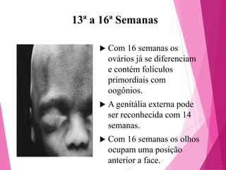 13ª a 16ª Semanas


Com 16 semanas os
ovários já se diferenciam
e contém folículos
primordiais com
oogônios.



A genitália externa pode
ser reconhecida com 14
semanas.



Com 16 semanas os olhos
ocupam uma posição
anterior a face.

 