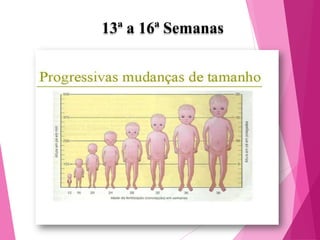 13ª a 16ª Semanas

 