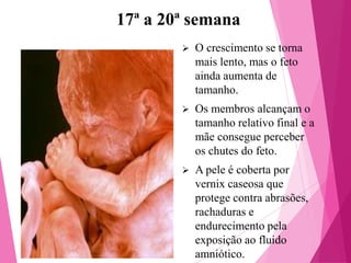 17ª a 20ª semana


O crescimento se torna
mais lento, mas o feto
ainda aumenta de
tamanho.



Os membros alcançam o
tamanho relativo final e a
mãe consegue perceber
os chutes do feto.



A pele é coberta por
vernix caseosa que
protege contra abrasões,
rachaduras e
endurecimento pela
exposição ao fluido
amniótico.

 