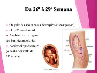 Da 26ª à 29ª Semana


Os pulmões são capazes de respirar-(troca gasosa);



O SNC amadurecido;



A cabeça e a lanugem

são bem desenvolvidas;


A eritrocitopoese no ba-

ço acaba por volta da
28ª semana;

 
