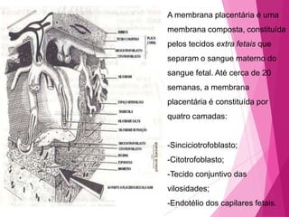 A membrana placentária é uma
membrana composta, constituída
pelos tecidos extra fetais que
separam o sangue materno do
sangue fetal. Até cerca de 20
semanas, a membrana
placentária é constituída por
quatro camadas:

-Sinciciotrofoblasto;

-Citotrofoblasto;
-Tecido conjuntivo das
vilosidades;
-Endotélio dos capilares fetais.

 