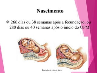 Nascimento
 266 dias ou 38 semanas após a fecundação, ou
280 dias ou 40 semanas após o início do UPM;

 