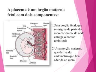A placenta é um órgão materno
fetal com dois componentes:
1.Uma porção fetal, que
se origina de parte do
saco coriônico, de onde
emerge o cordão
umbilical;
2.Uma porção materna,
que deriva do
endométrio que fica
aderida ao útero.

 