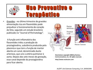 Gravidez  - no último trimestre de gravidez alimentação rica em flavonóides pode prejudicar o funcionamento do coração do feto, segundo um estudo brasileiro publicado no “Journal of Perinatology”.   A função anti-inflamatória dos flavonóides inibiu a produção da prostaglandina, substância produzida pela placenta e que tem a função de manter aberto um canal, denominado ducto arterioso, que une a artéria pulmonar à aorta. Depois dos sete meses de gestação, esse canal depende da prostaglandina para ficar aberto. ALERT Life Sciences Computing, S.A, 28/08/2009 Uso Preventivo e  Terapêutico Illustrations copyright 2000 by Nucleus Communications, Inc. All rights reserved. http://www.nucleusinc.com   