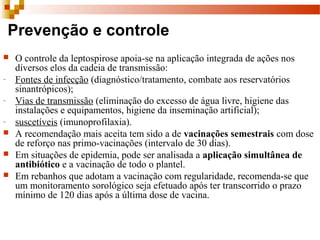Prevenção e controle
 O controle da leptospirose apoia-se na aplicação integrada de ações nos 
diversos elos da cadeia de transmissão: 
- Fontes de infecção (diagnóstico/tratamento, combate aos reservatórios 
sinantrópicos);
- Vias de transmissão (eliminação do excesso de água livre, higiene das 
instalações e equipamentos, higiene da inseminação artificial);
- suscetíveis (imunoprofilaxia).
 A recomendação mais aceita tem sido a de vacinações semestrais com dose 
de reforço nas primo-vacinações (intervalo de 30 dias).
 Em situações de epidemia, pode ser analisada a aplicação simultânea de
antibiótico e a vacinação de todo o plantel. 
 Em rebanhos que adotam a vacinação com regularidade, recomenda-se que 
um monitoramento sorológico seja efetuado após ter transcorrido o prazo 
mínimo de 120 dias após a última dose de vacina.
 