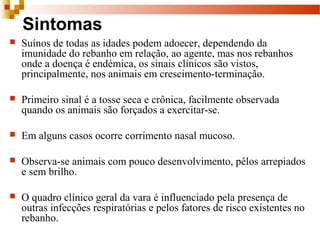 Sintomas
 Suínos de todas as idades podem adoecer, dependendo da
imunidade do rebanho em relação, ao agente, mas nos rebanhos
onde a doença é endémica, os sinais clínicos são vistos,
principalmente, nos animais em crescimento-terminação.
 Primeiro sinal é a tosse seca e crônica, facilmente observada
quando os animais são forçados a exercitar-se.
 Em alguns casos ocorre corrimento nasal mucoso.
 Observa-se animais com pouco desenvolvimento, pêlos arrepiados
e sem brilho.
 O quadro clínico geral da vara é influenciado pela presença de
outras infecções respiratórias e pelos fatores de risco existentes no
rebanho.
 