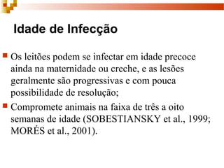 Idade de Infecção
 Os leitões podem se infectar em idade precoce
ainda na maternidade ou creche, e as lesões
geralmente são progressivas e com pouca
possibilidade de resolução;
 Compromete animais na faixa de três a oito
semanas de idade (SOBESTIANSKY et al., 1999;
MORÉS et al., 2001).
 
