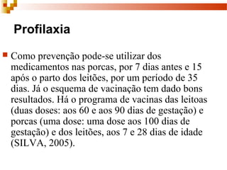 Profilaxia
 Como prevenção pode-se utilizar dos
medicamentos nas porcas, por 7 dias antes e 15
após o parto dos leitões, por um período de 35
dias. Já o esquema de vacinação tem dado bons
resultados. Há o programa de vacinas das leitoas
(duas doses: aos 60 e aos 90 dias de gestação) e
porcas (uma dose: uma dose aos 100 dias de
gestação) e dos leitões, aos 7 e 28 dias de idade
(SILVA, 2005).
 