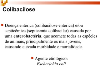 Colibacilose
 Doença entérica (colibacilose entérica) e/ou
septicêmica (septicemia colibacilar) causada por
uma enterobactéria, que acomete todas as espécies
de animais, principalmente os mais jovens,
causando elevada morbidade e mortalidade.
 Agente etiológico:
Escherichia coli
 