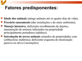Fatores predisponentes:
 Idade dos animais (atinge animais até os quatro dias de vida);
 Precário saneamento (das instalações e do meio ambiente);
 Manejo intensivo, deficiente recolhimento de dejetos,
manutenção de animais infectados na propriedade
principalmente portadores (adultos);
 Introdução de novos animais oriundos de propriedades com
colibacilose endêmica; deficiente esquema de imunização
passiva ou ativa (vacinações)
 