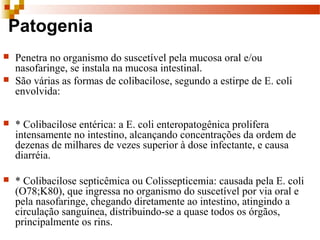 Patogenia
 Penetra no organismo do suscetível pela mucosa oral e/ou
nasofaringe, se instala na mucosa intestinal.
 São várias as formas de colibacilose, segundo a estirpe de E. coli
envolvida:
 * Colibacilose entérica: a E. coli enteropatogênica prolifera
intensamente no intestino, alcançando concentrações da ordem de
dezenas de milhares de vezes superior à dose infectante, e causa
diarréia.
 * Colibacilose septicêmica ou Colissepticemia: causada pela E. coli
(O78;K80), que ingressa no organismo do suscetível por via oral e
pela nasofaringe, chegando diretamente ao intestino, atingindo a
circulação sanguínea, distribuindo-se a quase todos os órgãos,
principalmente os rins.
 