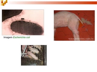 Imagem Escherichia coli
 