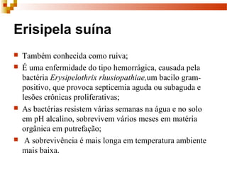 Erisipela suína
 Também conhecida como ruiva;
 É uma enfermidade do tipo hemorrágica, causada pela
bactéria Erysipelothrix rhusiopathiae,um bacilo gram-
positivo, que provoca septicemia aguda ou subaguda e
lesões crônicas proliferativas;
 As bactérias resistem várias semanas na água e no solo
em pH alcalino, sobrevivem vários meses em matéria
orgânica em putrefação;
 A sobrevivência é mais longa em temperatura ambiente
mais baixa.
 